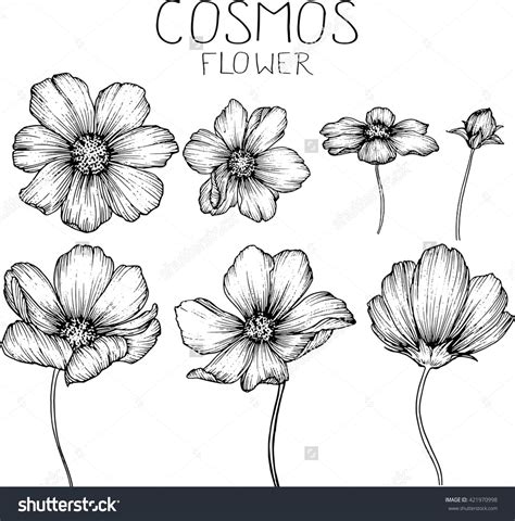 Cosmos Flowers Drawings Vector In 2019 Cosmos Flowers Stippling Art
