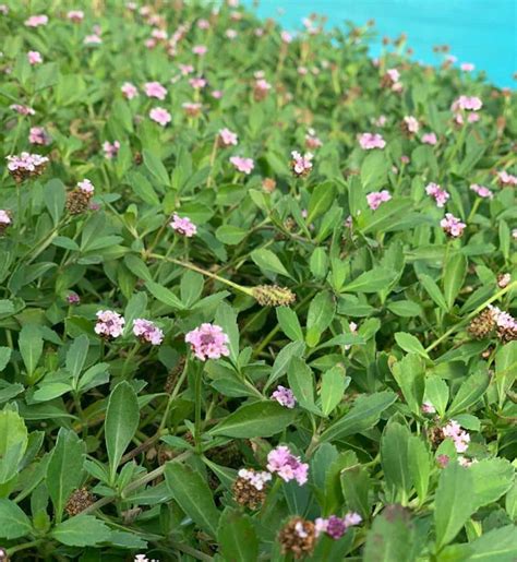 Lippia Nodiflora Phyla Nodiflora Plantation Culture Et Entretien