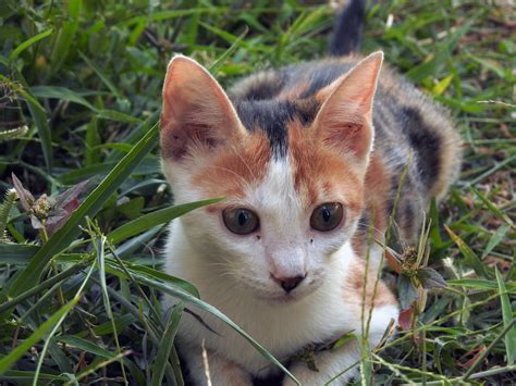 Cat Feline Kitten Free Photo On Pixabay Pixabay