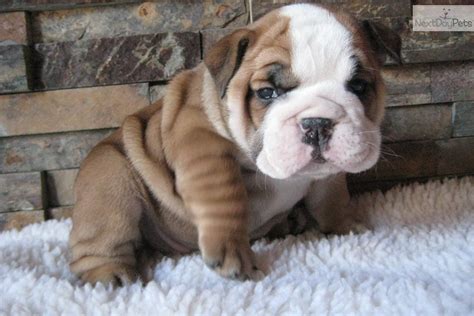 Последние твиты от cute puppies (@cutee_puppies_). Top 8 English Bulldog Puppies Who're So Cute It's Unbelievable!