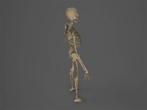 Skeleton Pbr Animated Low Poly Free Vr Ar Low Poly 3d Model