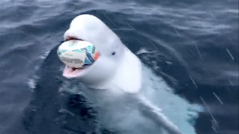 Friendly Beluga Whale Plays Fetch With Crew Of A South African Ship