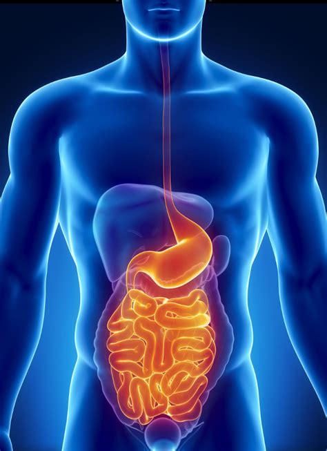 What Happens To Food Healthy Human Digestion