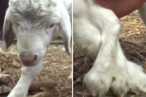 Video Deformed Animal Sheep Born With Six Feet In China