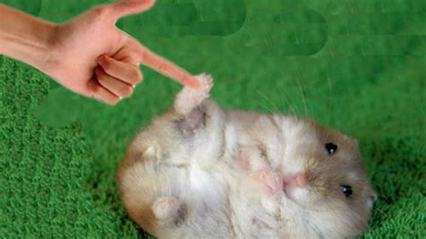 Finger Shot And Cute Hamster Playing Dead Youtube