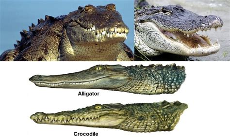 Crocodiles Vs Alligators Jclark1194