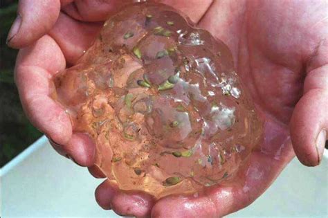 What Was The Gelatinous Substance That Fell On Oakville Washington In