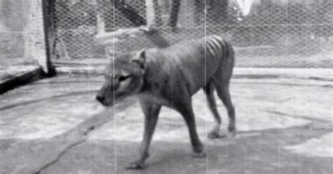 Extremely Rare Footage Of Last Known Tasmanian Tiger Released