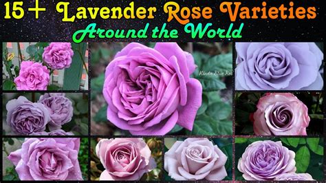 120 15 Lavender Rose Varieties Around The World Sterling Silver