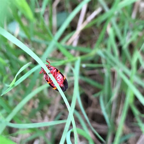 Maycintadamayantixibb Yellow And Red Striped Black Beetle Prosapia