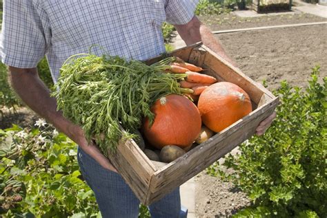 Vegetable Varieties For The Home Garden Alabama Cooperative Extension