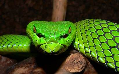 Viper Snake Desktop Wallpapers Snakes 3d Pit
