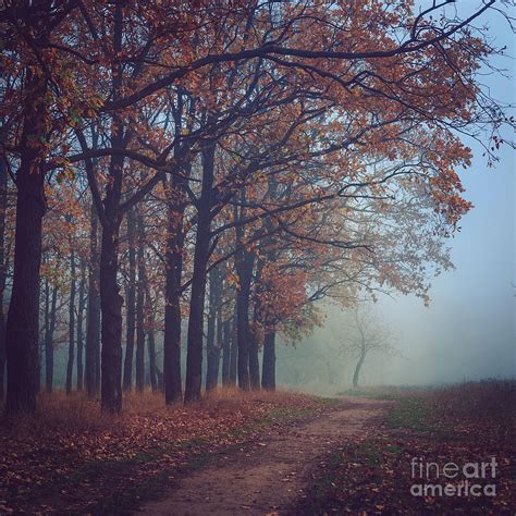 Toned Picture Of Sad And Mystery Autumn Photograph By Dioniya Fine