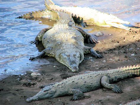 Fileamerican Crocodile Costa Rica Wikimedia Commons
