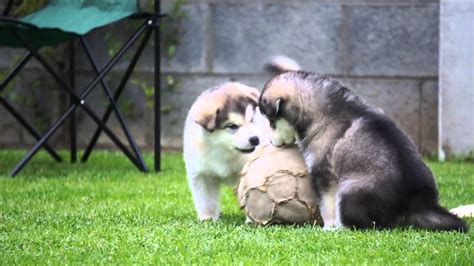 Alaskan Malamutes Puppies 5 Weeks Old Part 1 Youtube
