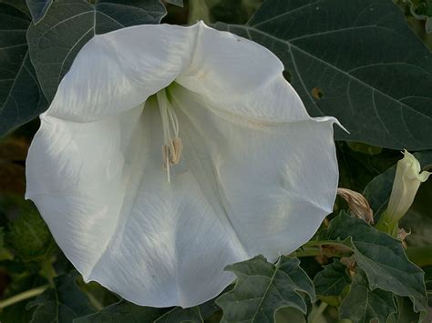 flora de malpica de tajo estramonio de wright datura wrightii regel