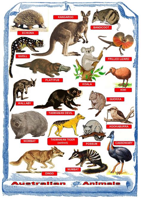 Bilingual Al Yussana Australian Animals