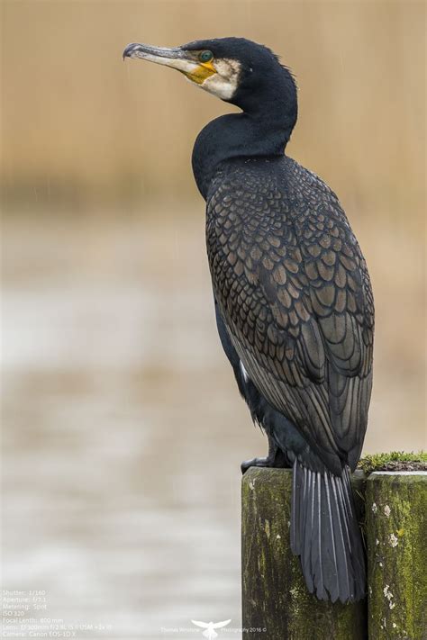 Cormorant Sea Birds Nature Birds Beautiful Birds