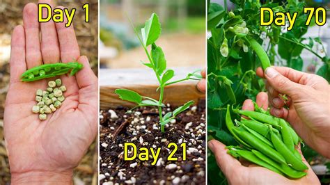 How To Grow Peas The Complete Guide