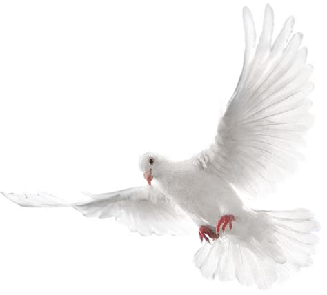 Flying Dove Png Transparent Background Free Download 41739 Freeiconspng