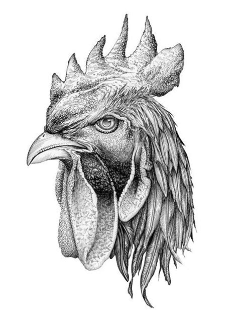 El Gallo Rooster Tattoo Chicken Drawing Rooster Art