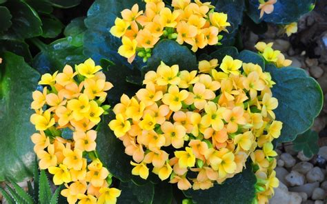 Yellow Kalanchoe Flowers
