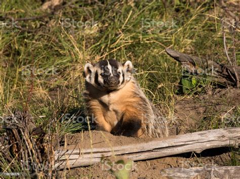 American Badger Next To Burrow Stock Photo Download Image Now