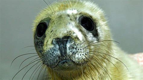 Seal Pup Rescued After Fraserburgh Beach Find Bbc News
