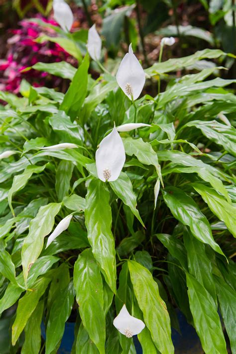 Peace Lily Several Shutterstock205795879 Plantscapers