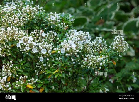 Spectacular Kalmia Latifolia Pink Charm Mountain Laurel Pink Charm