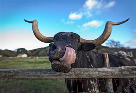 Ugly Cow Stock Photos Pictures And Royalty Free Images Istock