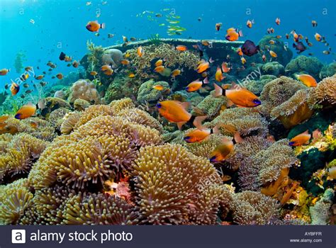 Coral Reef Scene With Lots Of Sea Anemones And Different