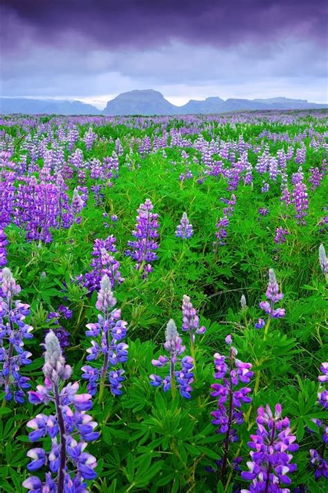 Wallpaper Iceland Lavender Fields Purple Flowers Mountains Sky