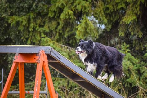 Crazy Black And White Border Collie Is Running In Agility Park On Dog