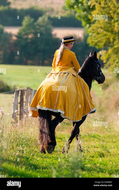 Friesian Horse Rider Wearing Baroque Riding Habit Riding Black Friesian