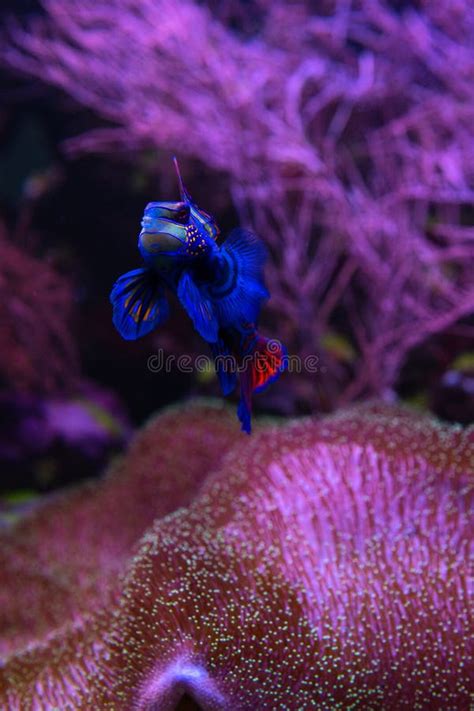 Nice Mandarin Fish In Coral Sea Aquarium Pets Stock Photo Image Of