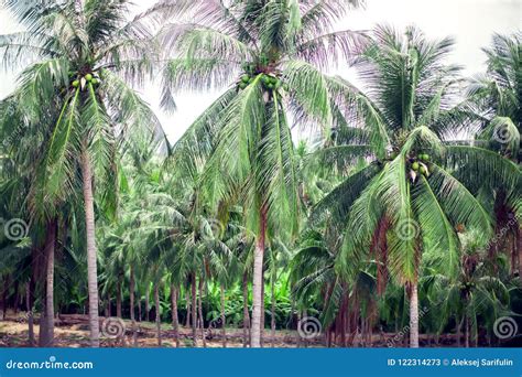 Coconut Palm Trees Perspective View From Floor High Up Stock Image