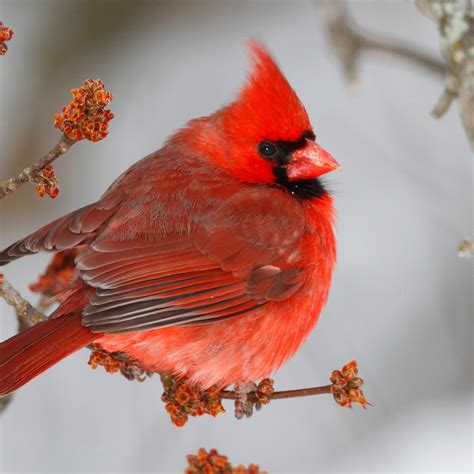 Free Photo Red Cardinal Animal Bird Cardinal Free Download Jooinn