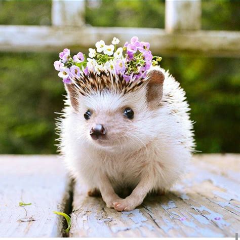 Instagram Hedgehog Pet Cute Little Animals Cute Animals