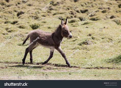 1781 Running Donkey Images Stock Photos And Vectors Shutterstock