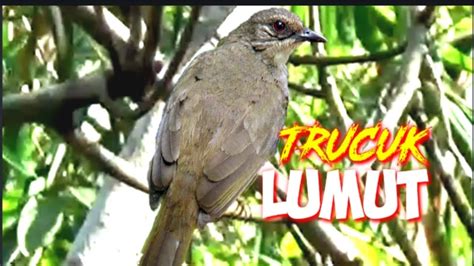 Prenjak betina mempunyai suara tembakan yang panjang. Burung Cucak Lumut Jantan Dan Betina / Jenis Burung ...
