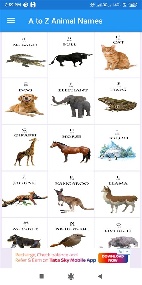 Amalie Jensen 35 Easy Steps To A Winning B Alphabet Animal Name Strategy