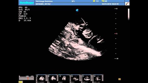Yorkie Ultrasound Scan Youtube