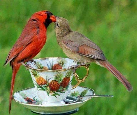 Cardinals Kiss Cardinal Birds Pet Birds Beautiful Birds