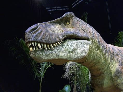 T Rex Dinosaur Tyrannosaurus Reptile Jurassic Extinct Museum