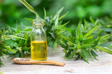 Aceite De Cannabis Para La Artrosis Pros Y Contras Bioguia