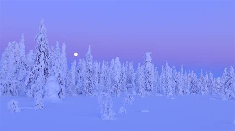 눈 덮인 나무 겨울 밤 달 핀란드 오 울루 지방 배경 화면 1920x1080 배경 화면 다운로드 Kr
