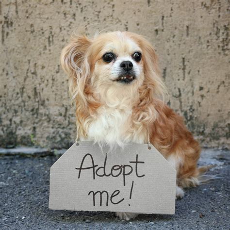 Pet Adoption Senior Dog Edition Dgp For Pets
