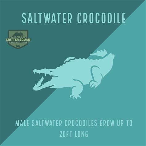 Saltwater crocodiles are also known as: Saltwater Crocodile Fact Sheet - C.S.W.D