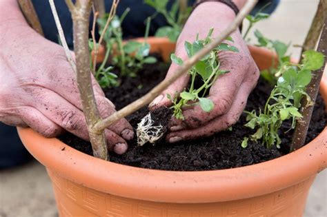 Grow Sweet Peas In Pots From Plugs Bbc Gardeners World Magazine